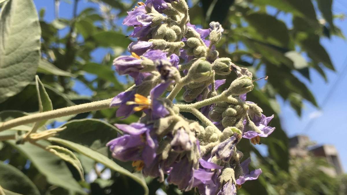 Árbol. Fuente: (Instagram)