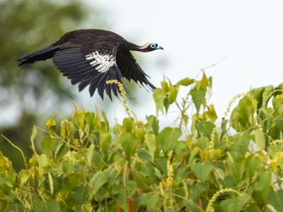 Curiosidades de la Yacutinga: el ave de hermosas plumas que habita en la selva y que fue reconocida como Monumento Nacional