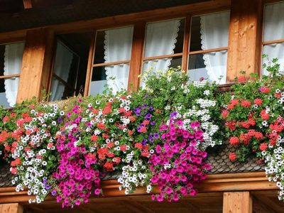 A prueba de todo: las plantas hermosas y fáciles de cuidar, perfectas para decorar tu balcón