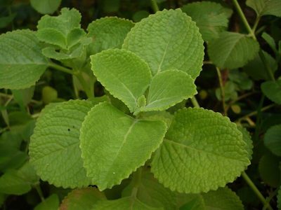 No solo se usa en la cocina: la poderosa planta que te ayuda a dormir mejor y podés cultivar fácil en casa