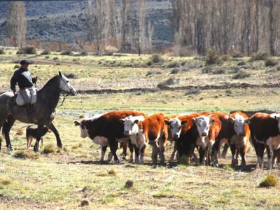 Pulmarí recibirá un aporte de 75 millones para asegurar alimento al ganado