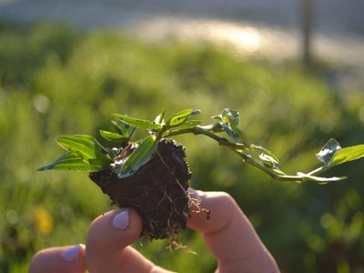 Cómo plantar Grama brasilera sin gastar fortuna en panes y lograr que cubra todo en primavera
