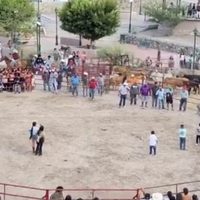 Torturan a dos gatos en fiestas patronales de Xichú, Guanajuato (Video)