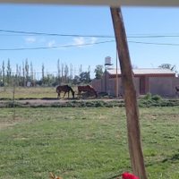 Vecinos de Nueva España denunciaron que hay vacas y caballos sueltos en el loteo Sommadossi