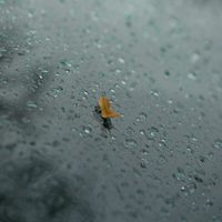 Clima en Neuquén: lluvia, chaparrones y descenso de temperatura para el domingo