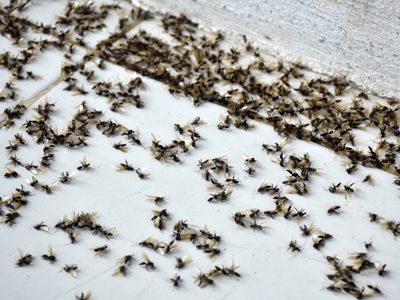 Alerta por invasión de hormigas voladoras en el AMBA: a qué se debe
