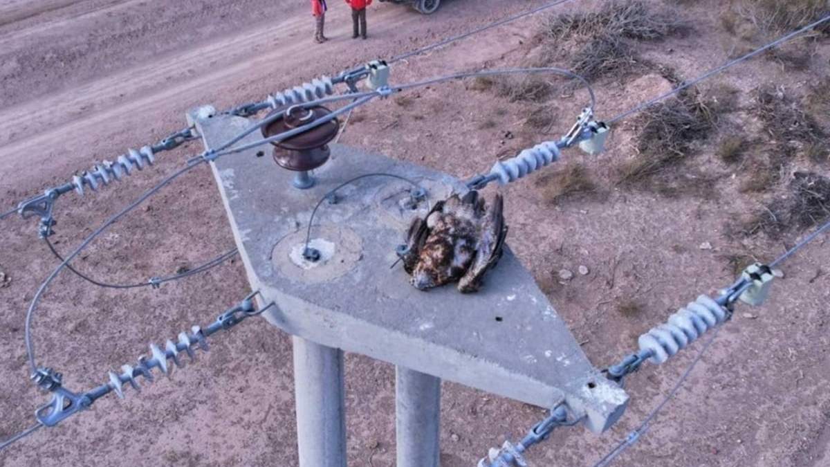 Buscan asegurar la supervivencia de la fauna por la tarea ambiental que prestan en el ecosistema. Fuente: (UNCO)