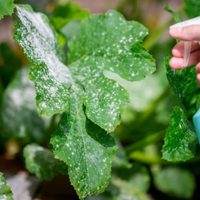 Terminá para siempre con las plagas en tus plantas con este preparado casero de 4 ingredientes que funciona de 10