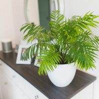 La planta que tenés que poner en tu dormitorio porque purifica el aire y lo llena de buenas vibras