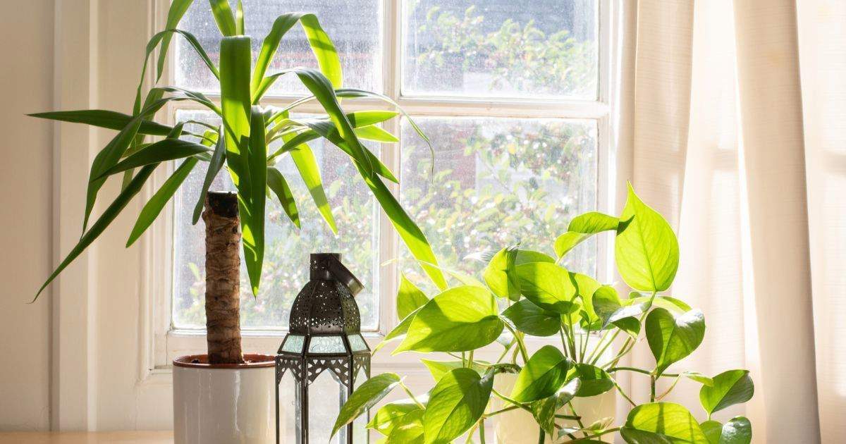 Plantas. Fuente: (Instagram)