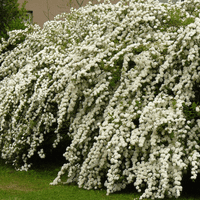 La planta que explota de flores en primavera y es perfecta para jardines grandes