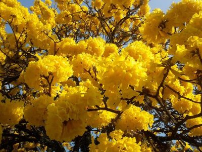 El árbol que no pide nada a cambio, regala hermosas flores y es un verdadero aliado en el verano