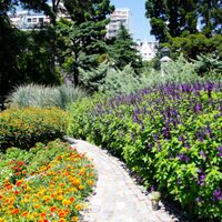 Conocé las plantas perfectas para sembrar en los bordes de tu jardín o en caminerías