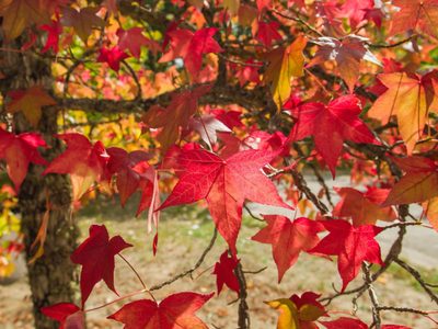 El árbol que apenas pide cuidados, cambia de color durante el otoño-invierno y es perfecto si tenés un enorme jardín