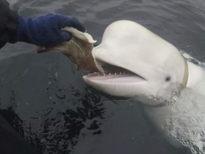 Noruega avista una beluga con arnés aparentemente ruso nadando hacia Suecia
