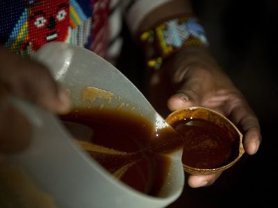 Un té amazónico puede fomentar la formación de nuevas neuronas