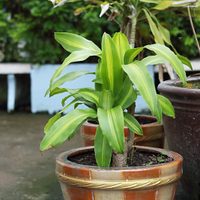 Palo de agua o espada brasileña: el secreto para mantener tu planta de interior verde y exuberante