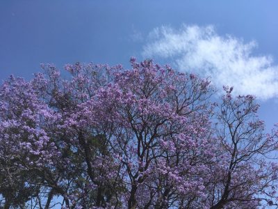 Festival de escritoras Primavera Bonita hará homenaje a Carmen Boullosa