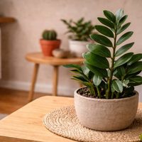 No se te mueren más: plantas de interior que sobreviven con calefacción y poca luz