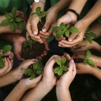 Apocalipsis medioambiental: un tercio de los árboles del mundo están en peligro de extinción