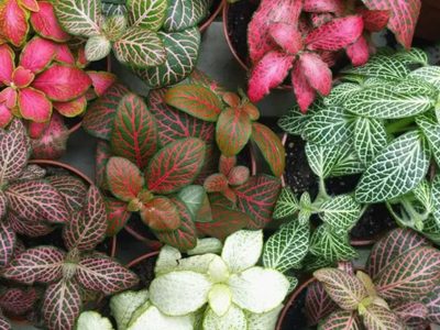 3 hermosas plantas fáciles de cuidar e ideales para poner arriba de la mesa del living o el comedor