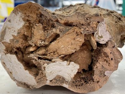 Identifican materia orgánica original en huesos de dinosaurio