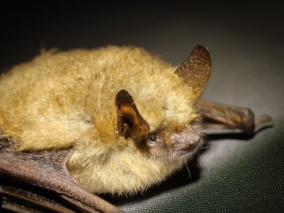 Murciélagos y pangolines de Asia tienen coronavirus relacionados con SARS-CoV-2