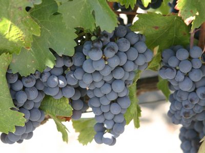 El mejor Malbec debe estar orientado el Oeste