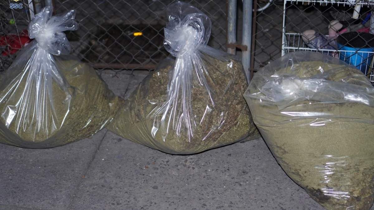 Aseguran 350 kilogramos de marihuana