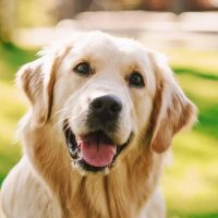 Día del Perro en Argentina: la emotiva historia de Chonino, el can al que se homenajea cada 2 de junio