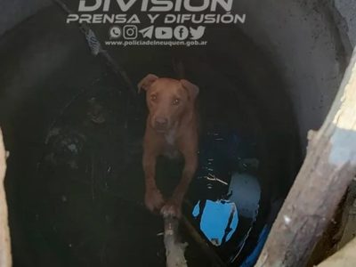Un perro fue rescatado por la Policía luego de haber caído en un pozo séptico
