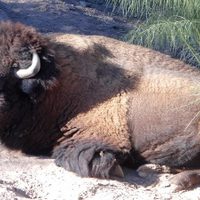 Asegura la Profepa 192 ejemplares de fauna silvestre de un zoológico en Mexicali