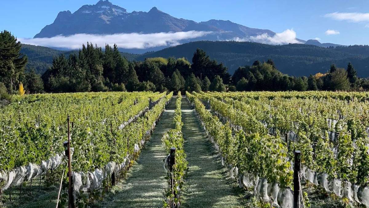 Bodegas de Chubut en expo virtual. Fuente: (Instagram)