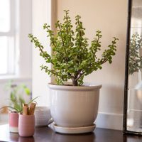 Una planta semipreciosa: aprendé cómo cuidar el árbol de jade
