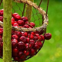 Temporada de cerezas e impulso productivo para el sector