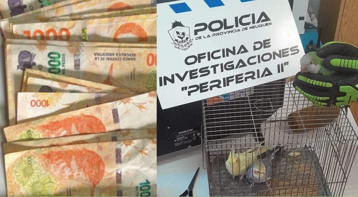 Las cacatúas y la cotorra son aves protegidas por la Ley de Fauna. Fuente (Policía de Neuquén)