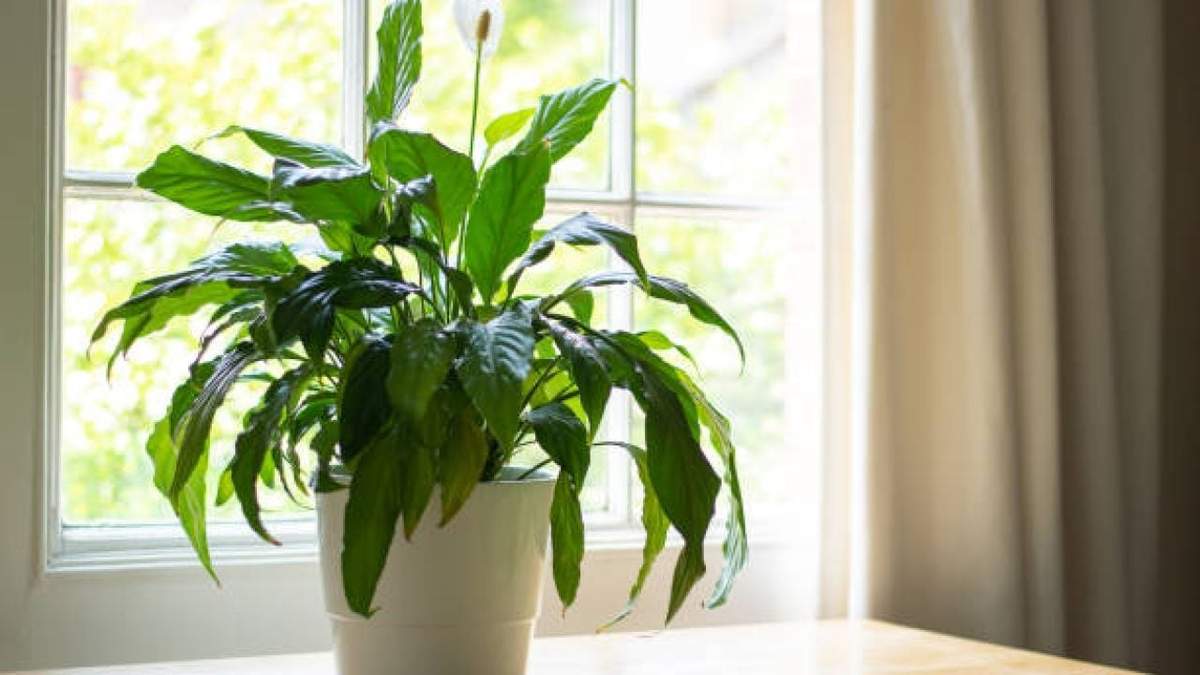 Plantas. Fuente: (X)