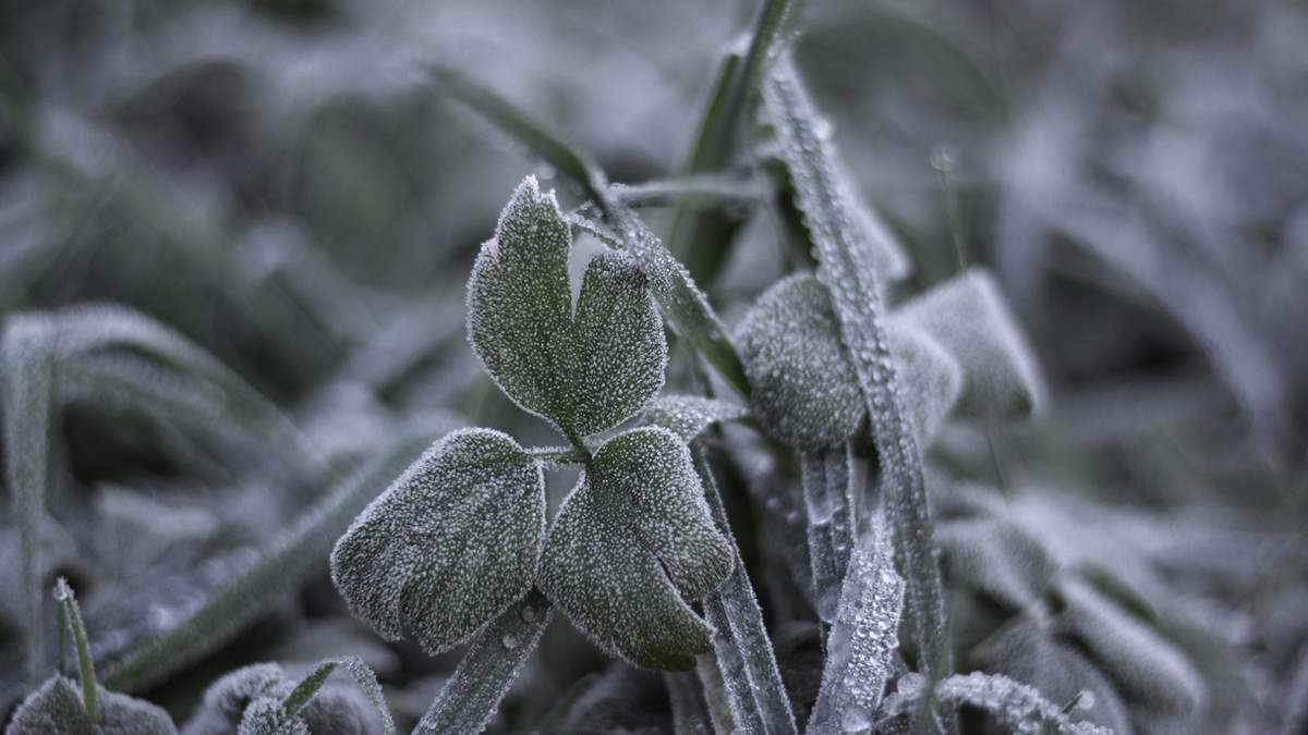Evita fertilizar en exceso inmediatamente después de una nevada, ya que la planta estará estresada; espera a que muestre signos de brotación.