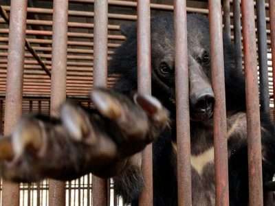 Corea del Sur pondrá fin a la cría de osos y a la extracción de su bilis
