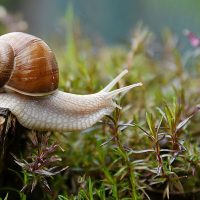 3 trucos que no fallan para alejar para siempre a las babosas y los caracoles de tu jardín