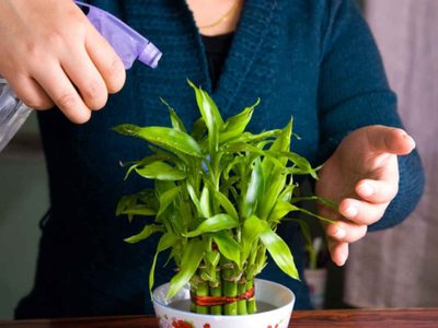 Bambú de la suerte: la planta que es un tesoro para tu hogar y que podés cuidar así de fácil
