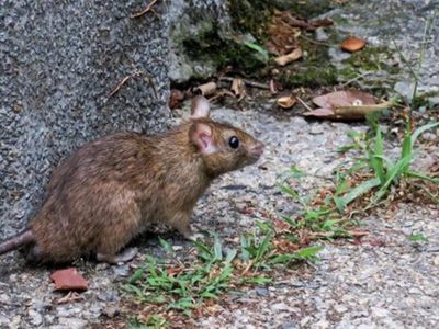 Se enciende la alarma en la región: un joven falleció por hantavirus