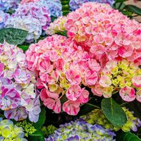 La planta de hermosas flores que muchos no quieren tener porque esconde un polémico secreto