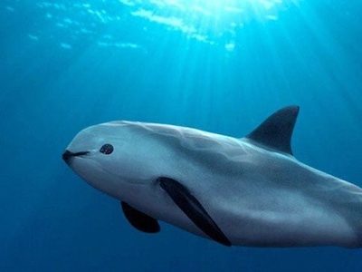 Convención internacional aprueba plan de México para proteger la vaquita marina
