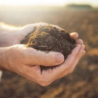 Los alimentos que son un tesoro para revivir a tus plantas y aportarles nutrientes