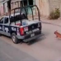 Policías de Tuxtla Gutiérrez detienen a taxista que los grabó maltratando a un perro (Video)