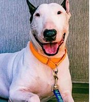 Retiran cargos contra hombre de Florida que abandonó a su perro antes de la llegada de un huracán