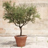 Si el sol te quema todas las plantas, esta es la que vas a querer tener en tu jardín