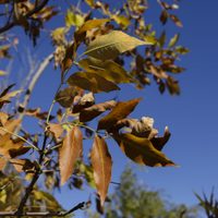 Clima en Neuquén: el lunes tendrá tardes templadas, heladas y cielo despejado