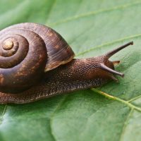 Lo que tenés que evitar sí o sí para que los caracoles no se coman tus plantas